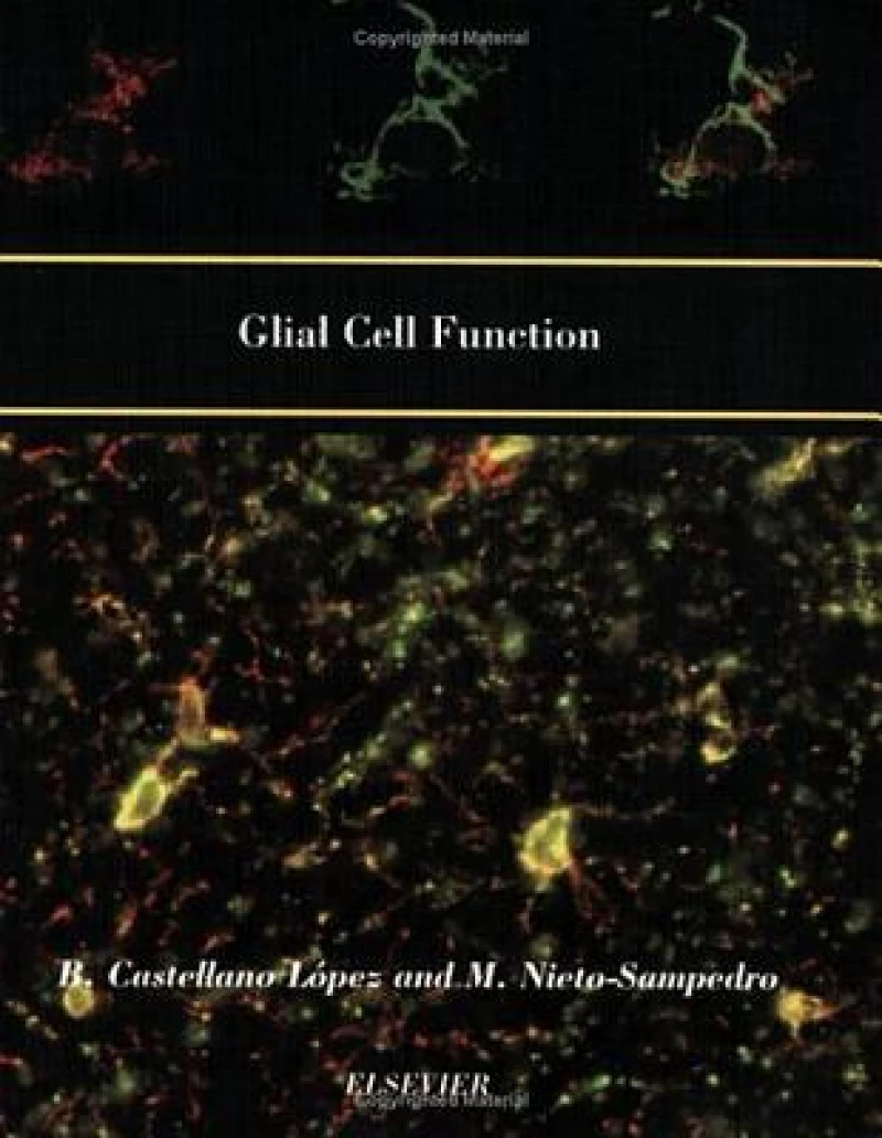 Glial Cell Function (Paperback)