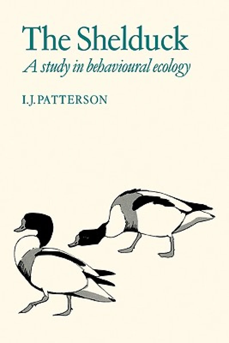The Shelduck