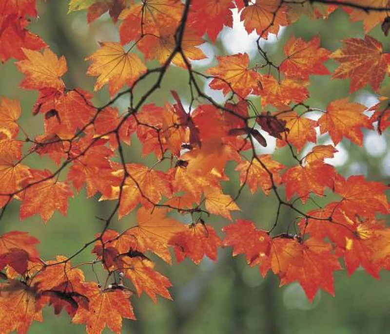 Memo Block: Autumn Leaf