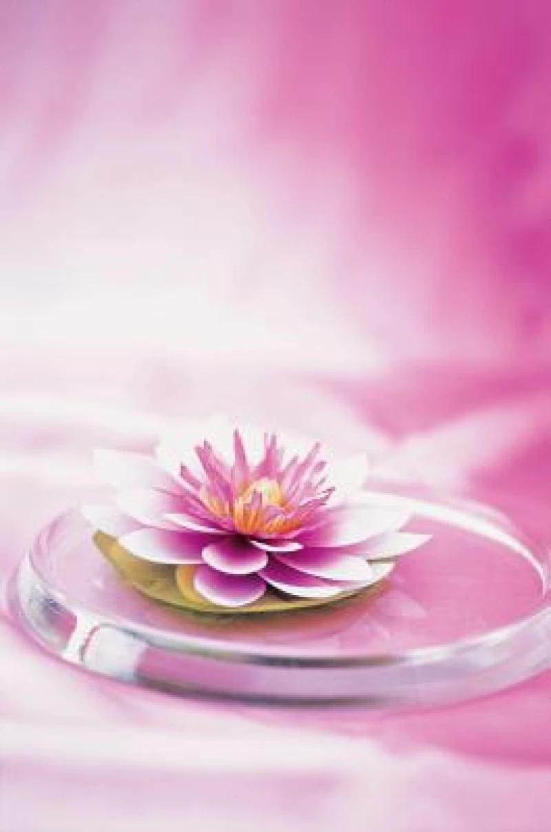 Memo Block Waterlily