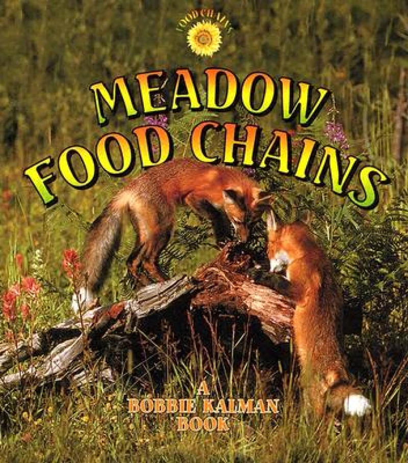 Meadow Food Chains