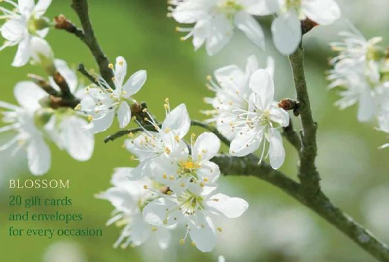 Blossom