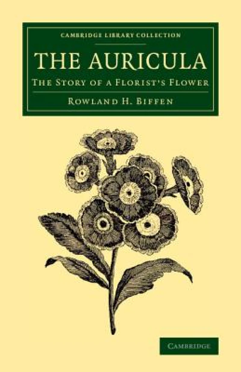The Auricula