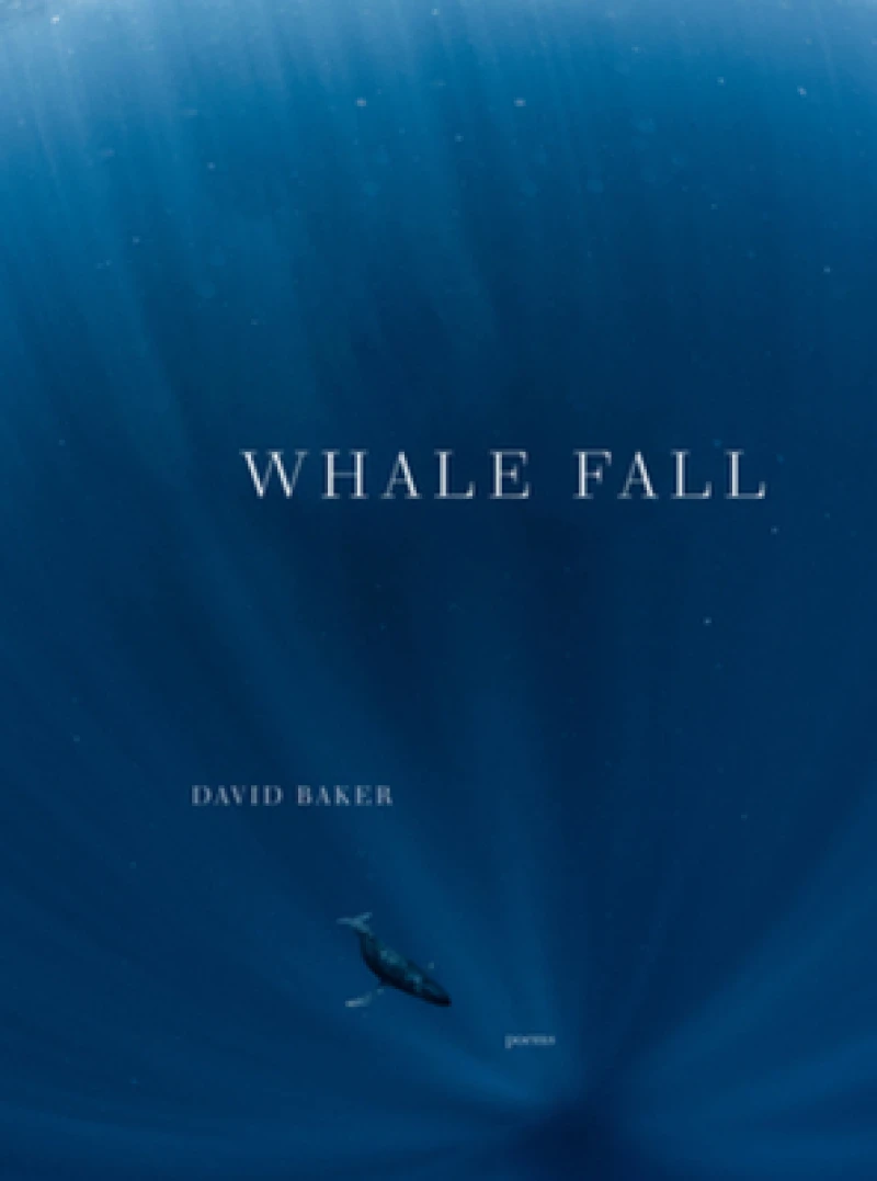 Whale Fall