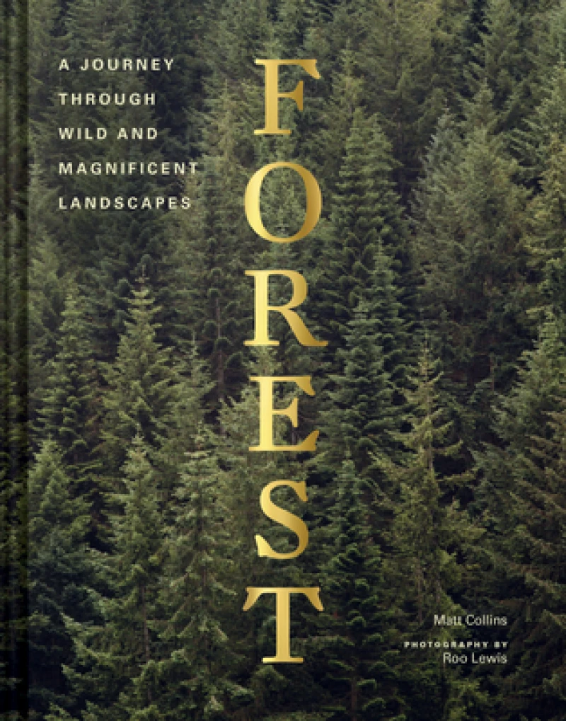 Forest : Walking among trees