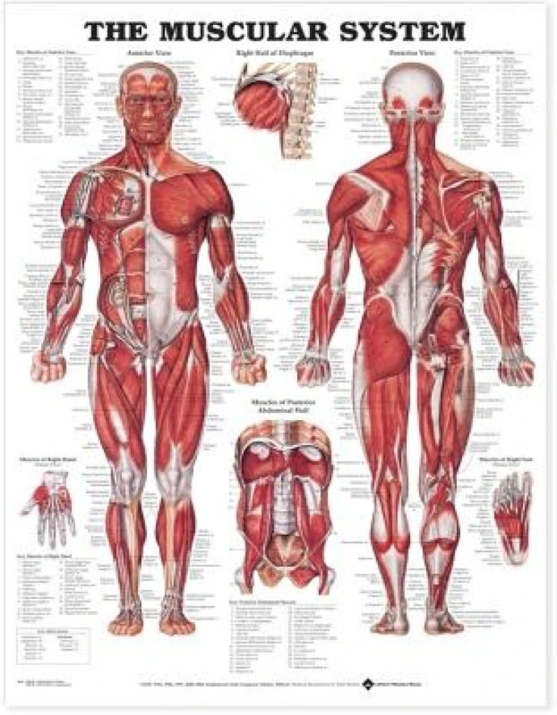 The Muscular System Anatomical Chart