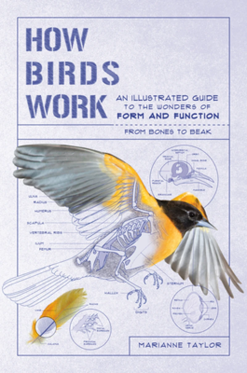 How Birds Work – An Illustrated Guide to the Wonders of Form and Function – from Bones to Beak