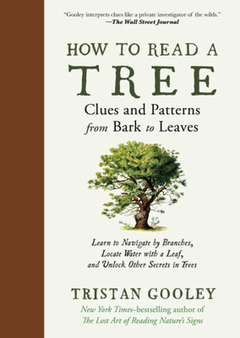 How to Read a Tree – Clues and Patterns from Bark to Leaves