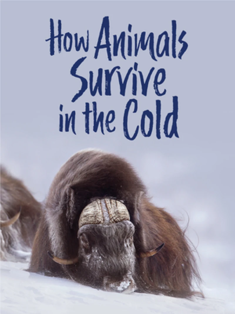 How Animals Survive in the Cold
