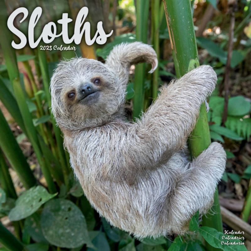 Sloths Square Wall Calendar 2023