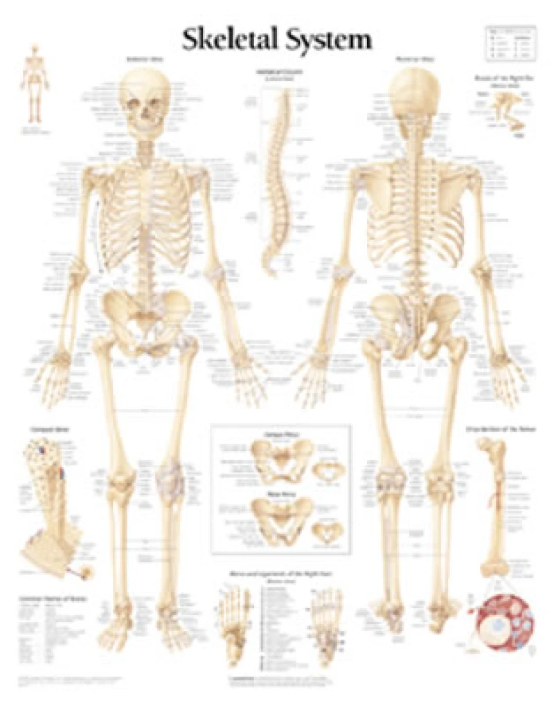 Skeletal System Laminated Poster