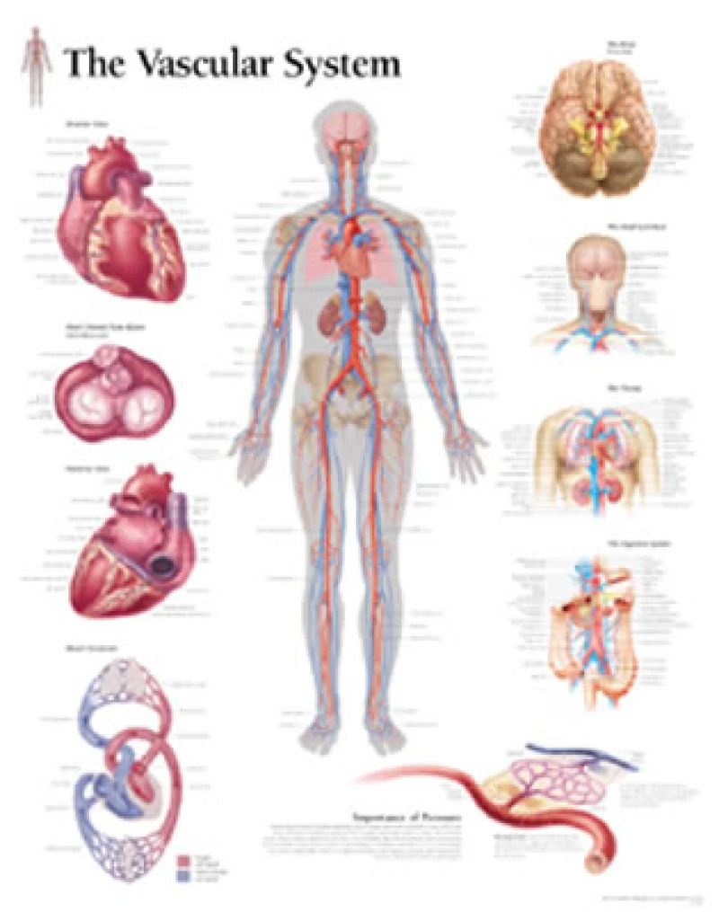 Vascular System Paper Poster