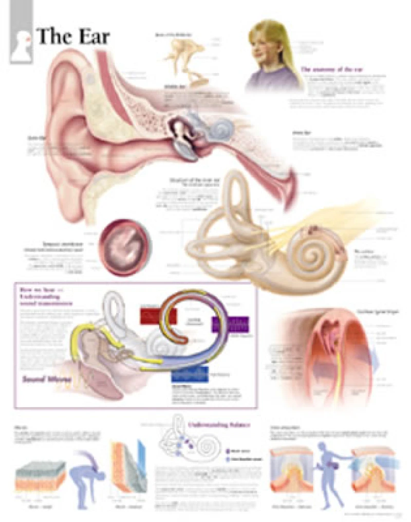 Ear Laminated Poster