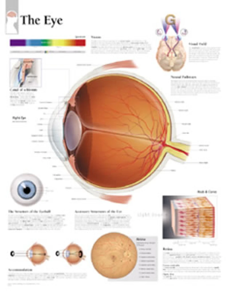 Eye Laminated Poster