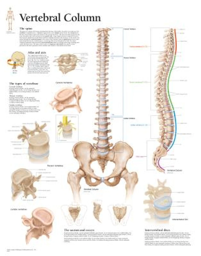 Vertebral Column Laminated Poster