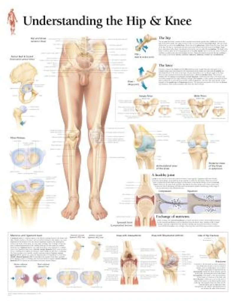 Understanding the Hip & Knee Paper Poster