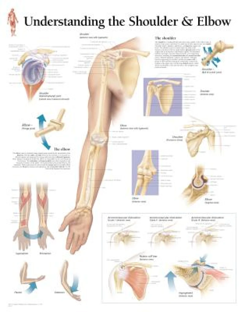 Understanding the Shoulder & Elbow Paper Poster