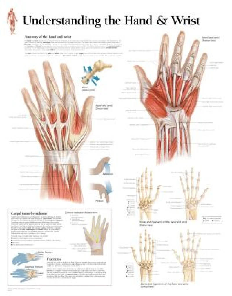 Understanding the Hand & Wrist Laminated Poster