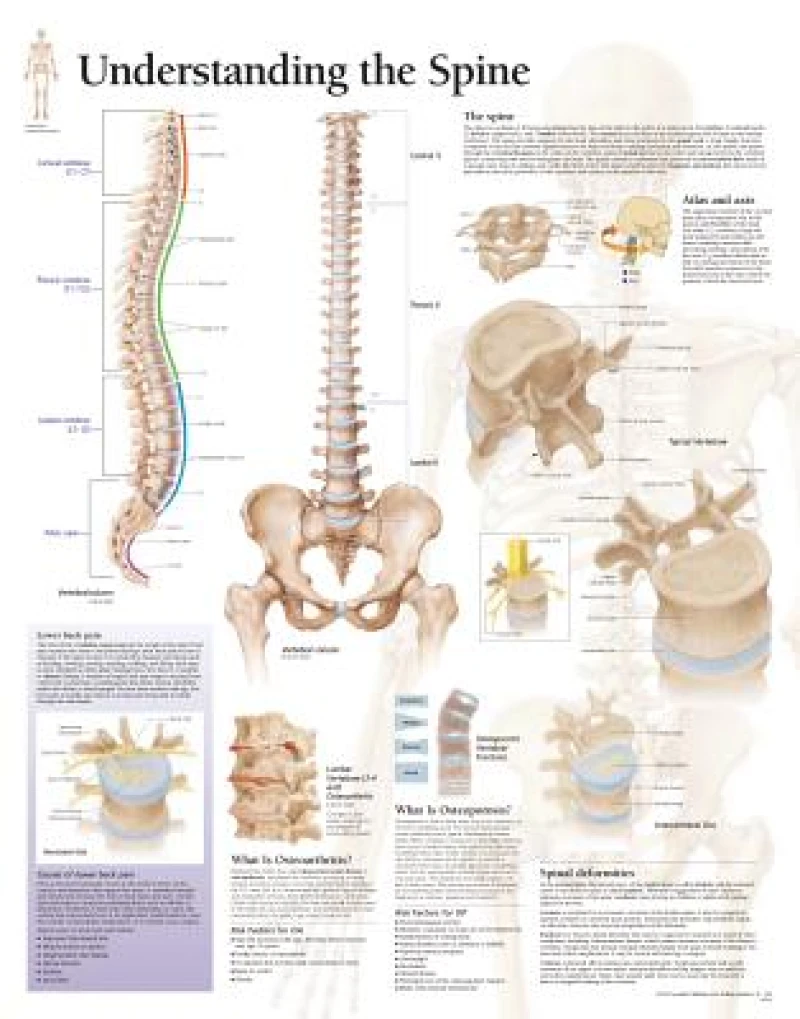 Understanding the Spine Laminated Poster