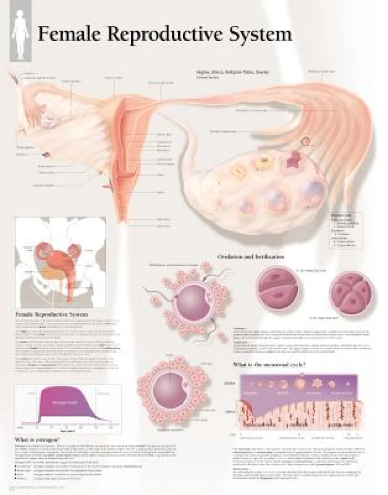 Understanding Nutrition Laminated Poster