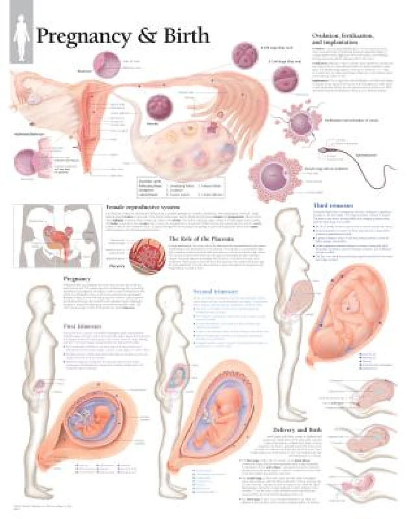 Pregnancy & Birth Paper Poster