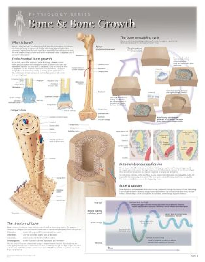Bone & Bone Growth Laminated Poster