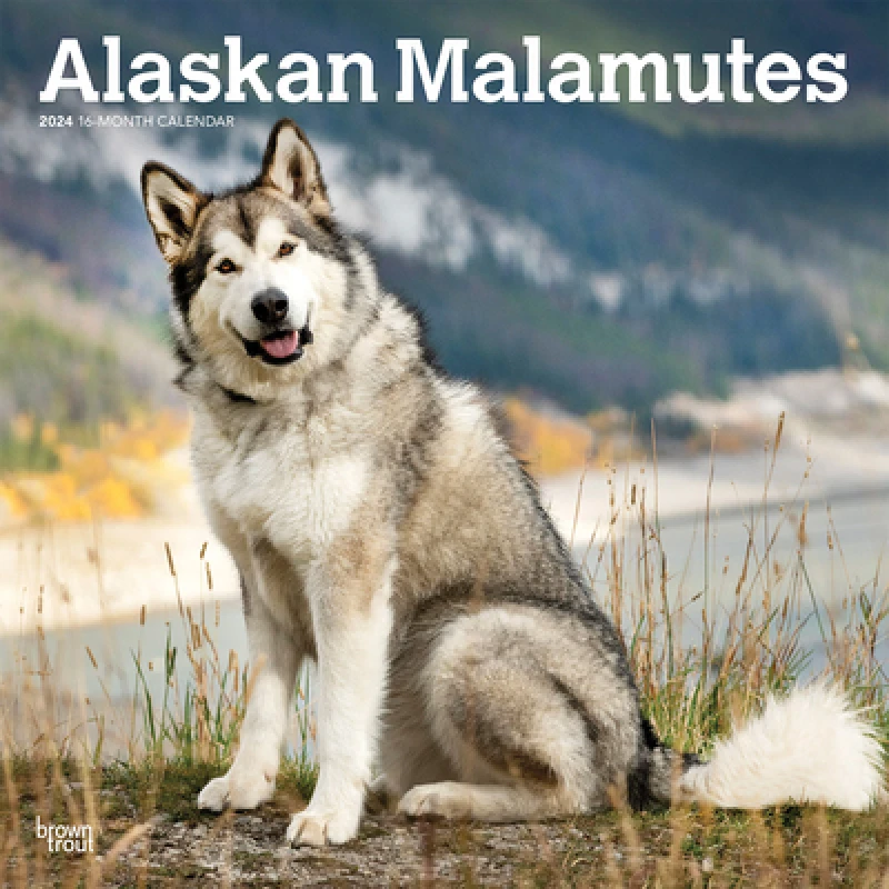 ALASKAN MALAMUTES 2024 SQUARE