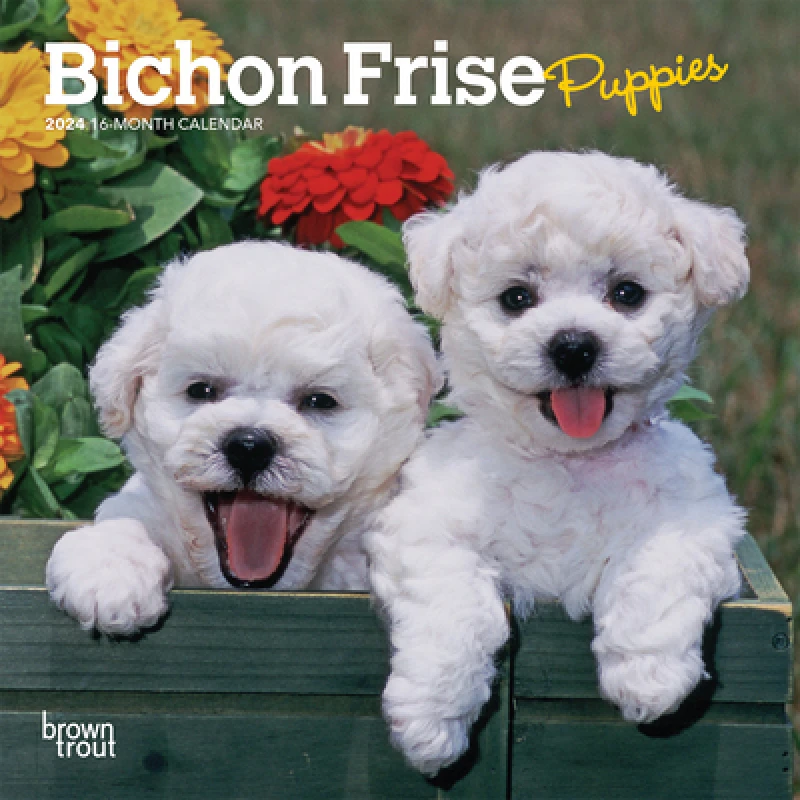BICHON FRISE PUPPIES 2024 MINI 7X7