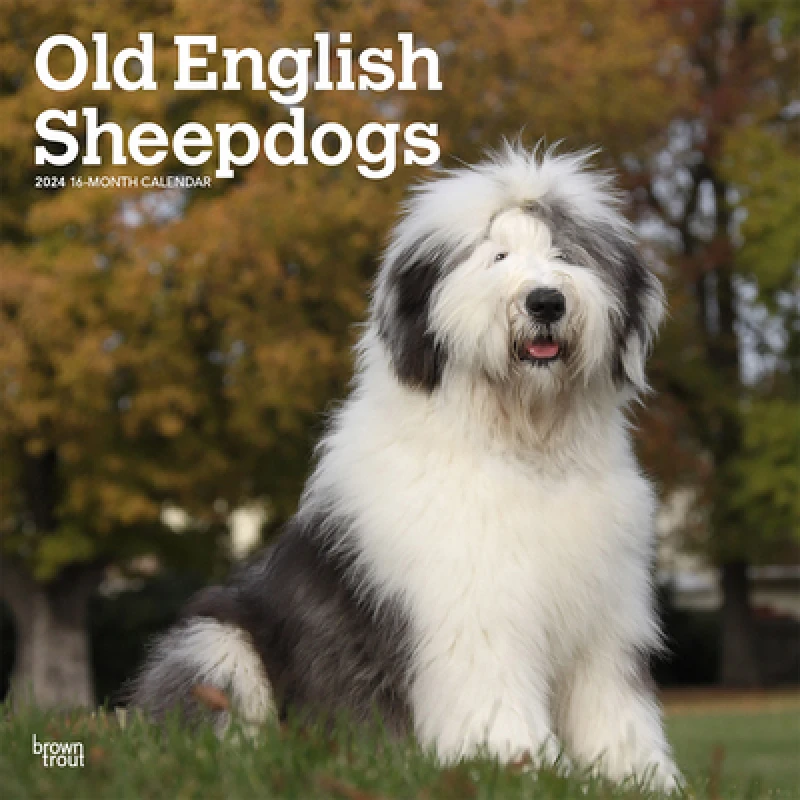 OLD ENGLISH SHEEPDOGS 2024 SQUARE