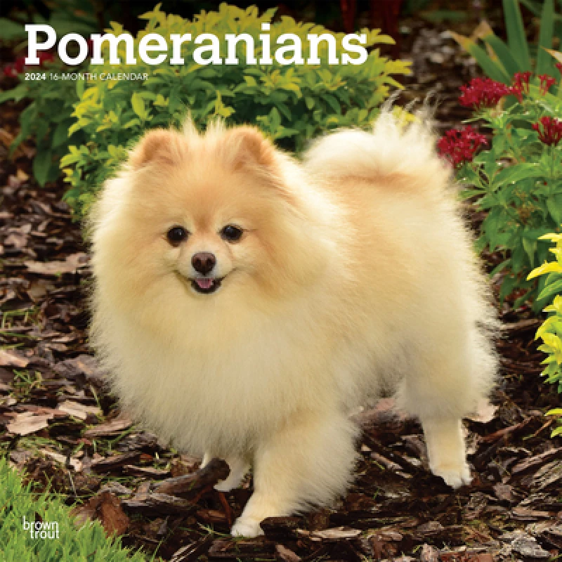POMERANIANS 2024 SQUARE